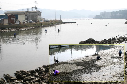引き潮で現れた八幡川河口で、数人の人々が腰をかがめて潮干狩りをしている様子の写真