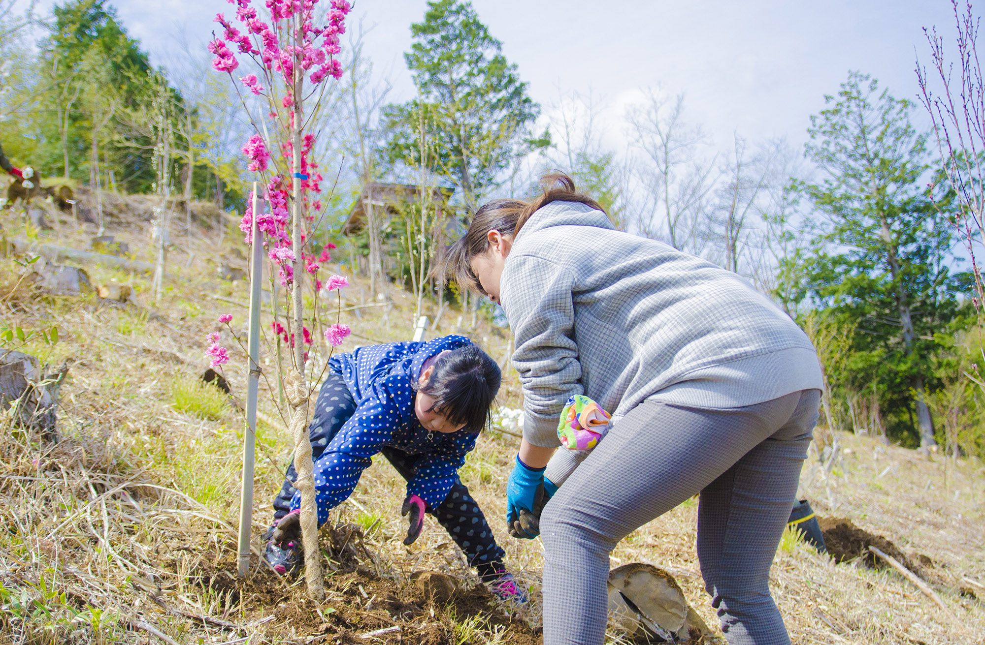 女の子とお母さんが花見山の斜面でピンク色の花が咲いている木を植樹している写真