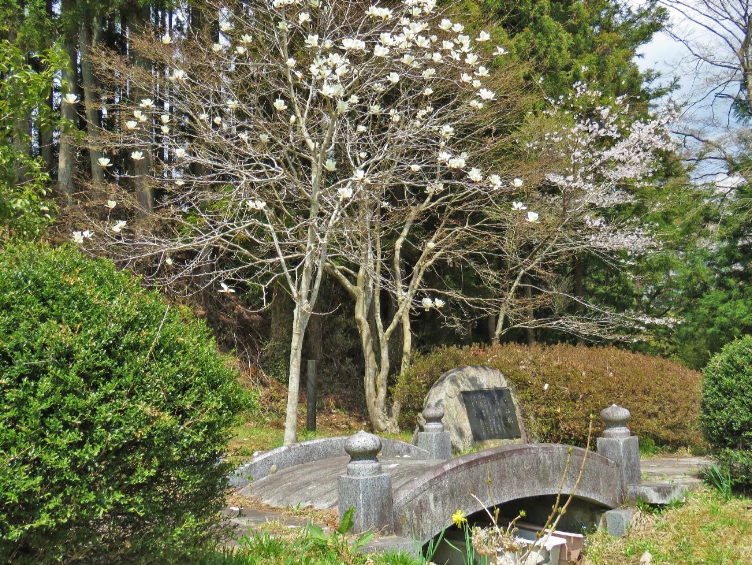 小さな石橋の奥に、灰色の自然石に黒い銘板がはめ込まれた石碑があり、周囲には白いハクモクレンや桜の花が咲き、静かな自然に包まれている風景の写真