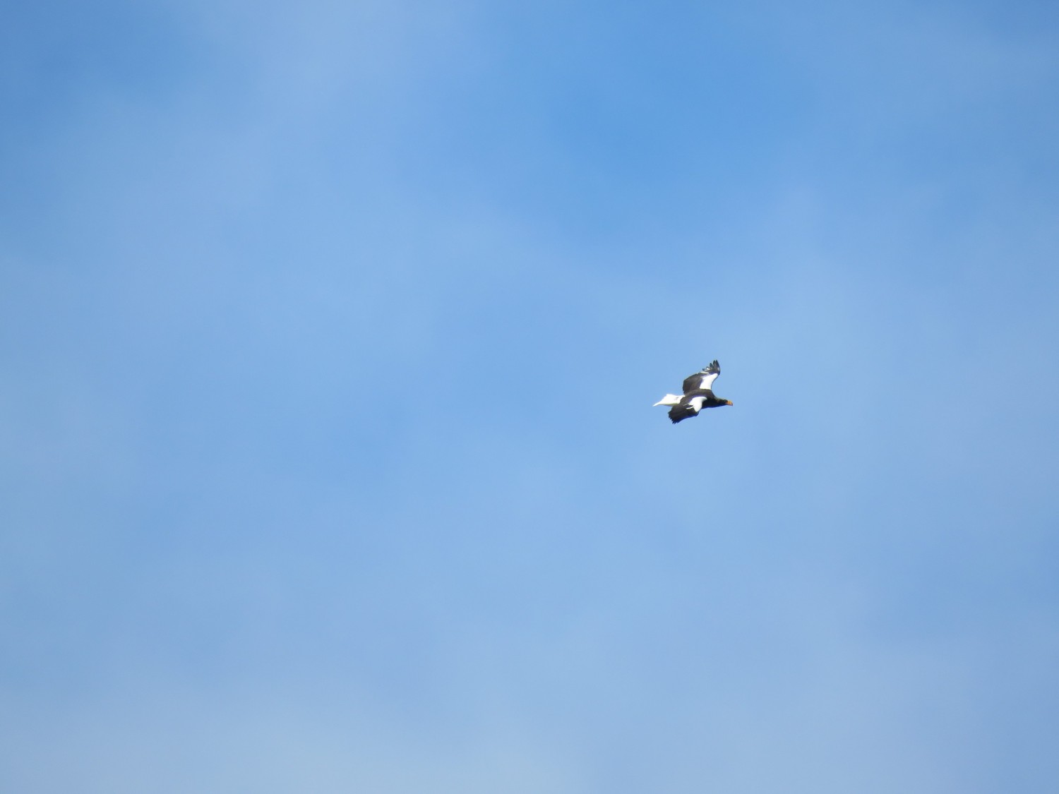 雲一つない青空を背景にして、1羽のオオワシが大きな羽を広げて飛んでいる写真