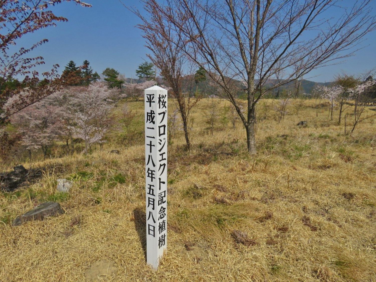 「桜プロジェクト記念植樹 平成二十八年五月八日」と書かれた白い柱が立ち、周囲には若い桜の木が並ぶ静かな丘の写真