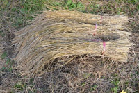 稲束を数本まとめて紐で縛ったものを地面に置いている写真