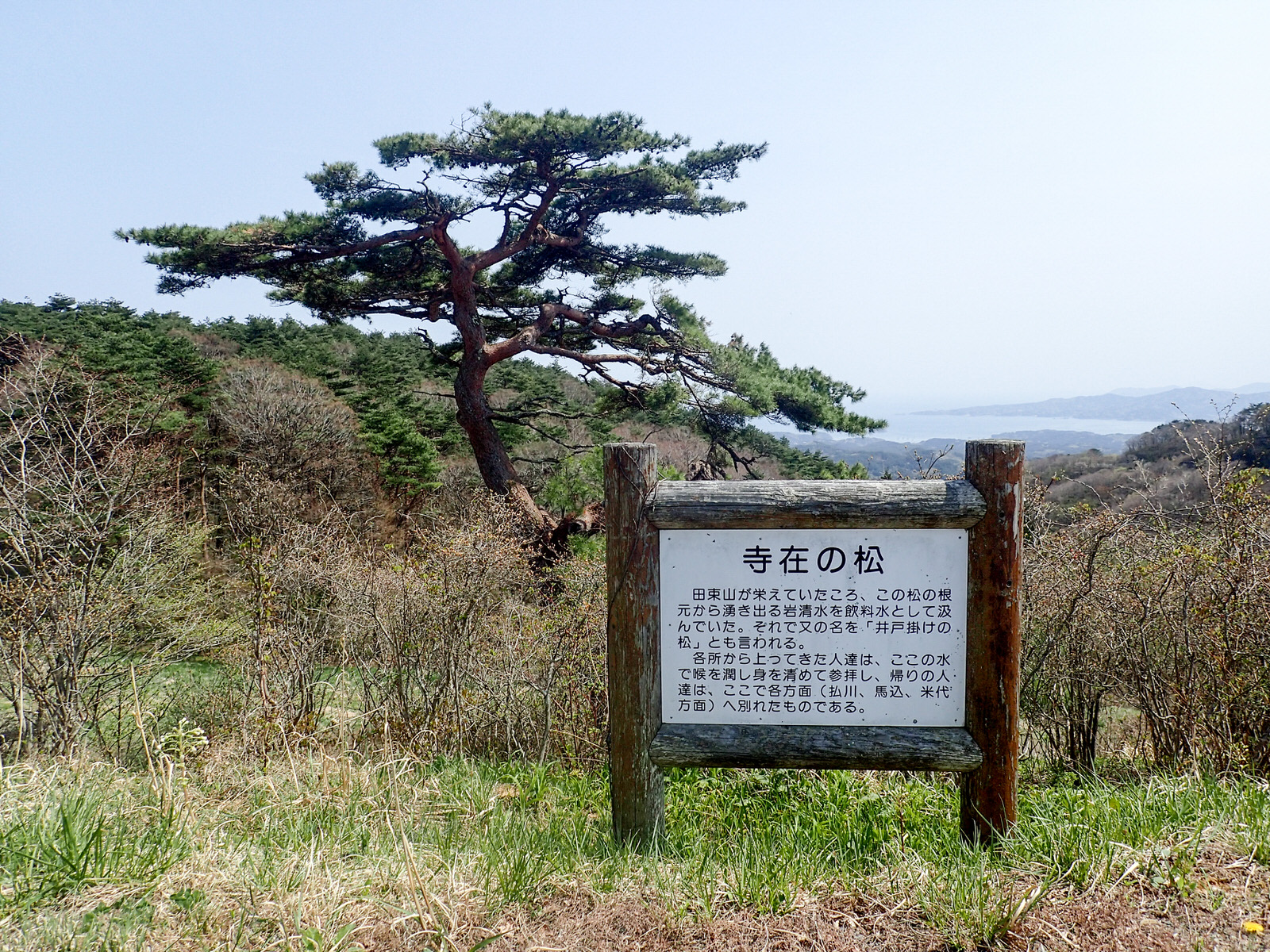 奥にリアスの海と山を望む風景を背景に、一本の大きな松の木と「寺在の松」と書かれた木製看板が立っている写真