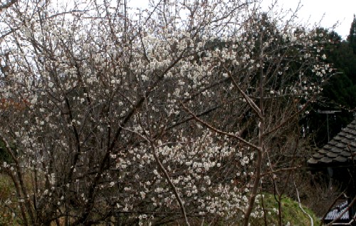 無数の白い花を枝いっぱいに咲かせた大きな梅の木が民家の屋根までのびている様子の写真