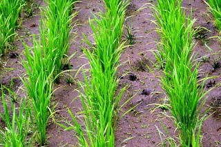 規則的に植えられた青々とした稲が真っすぐに伸び、水を含んだ土の上にアナグマの足跡がくっきり残っている写真