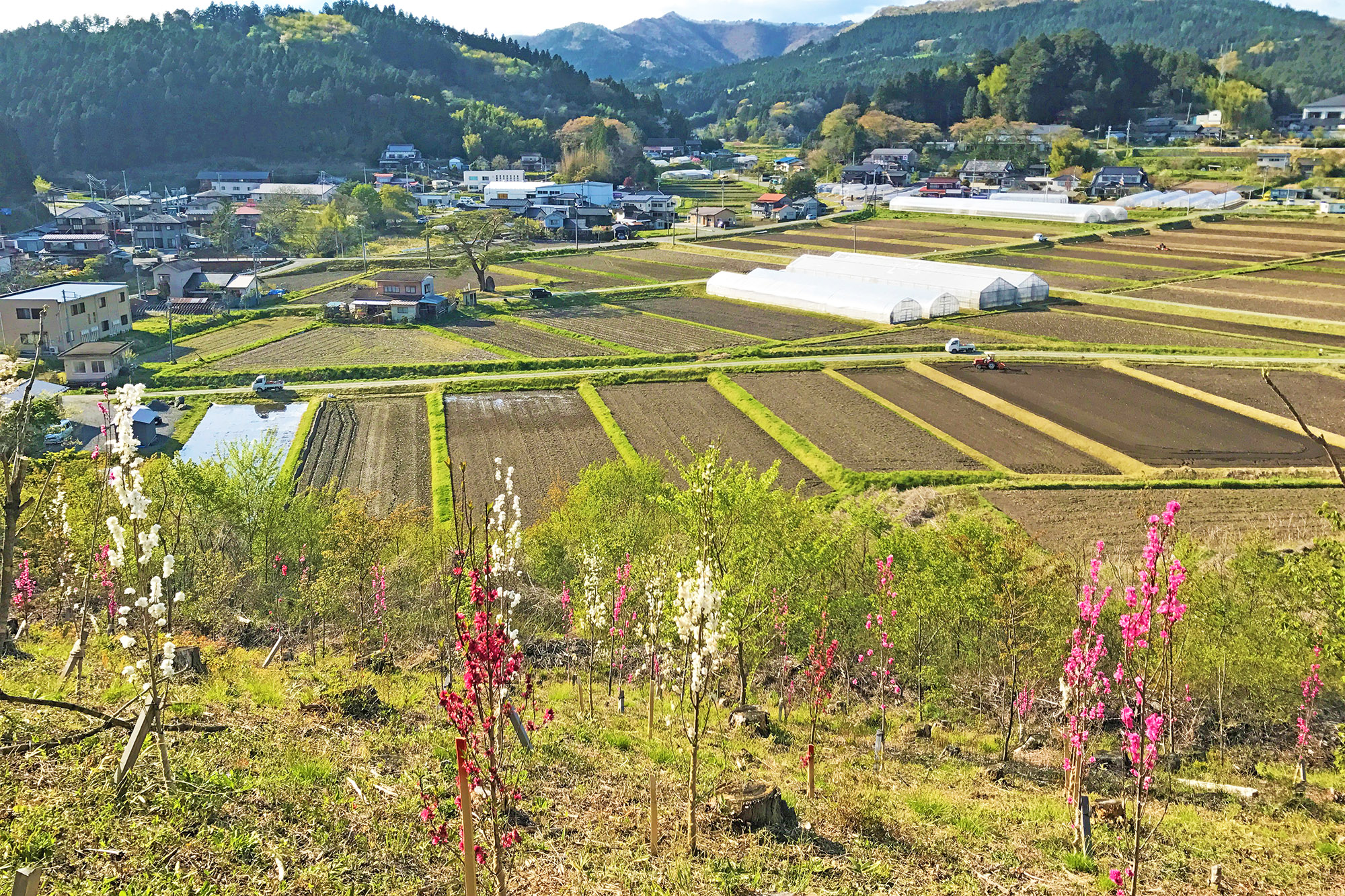 花見山の斜面には赤や白の花を咲かせた若い木々が整然と植えられており、その向こうに田畑が広がり、ビニールハウスや農作業中のトラクター、さらにその奥には家々が立ち並ぶ集落と山並みが見える花見山からの風景を写した写真