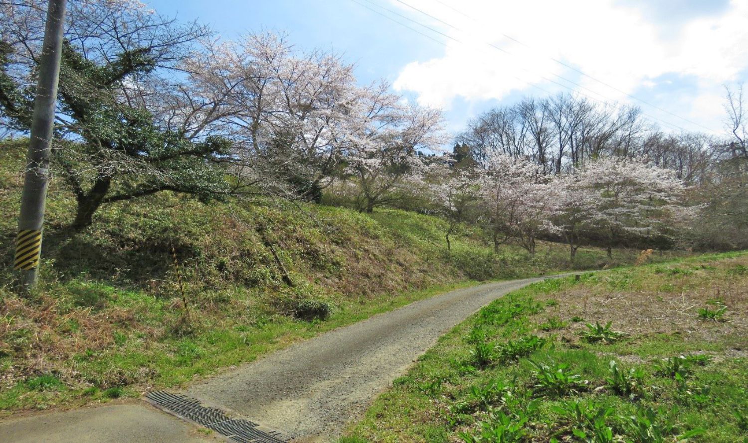 細い山道の両脇に草が生い茂り、左にある道沿いの斜面には桜の木が満開に立ち並んでいる公園内の写真