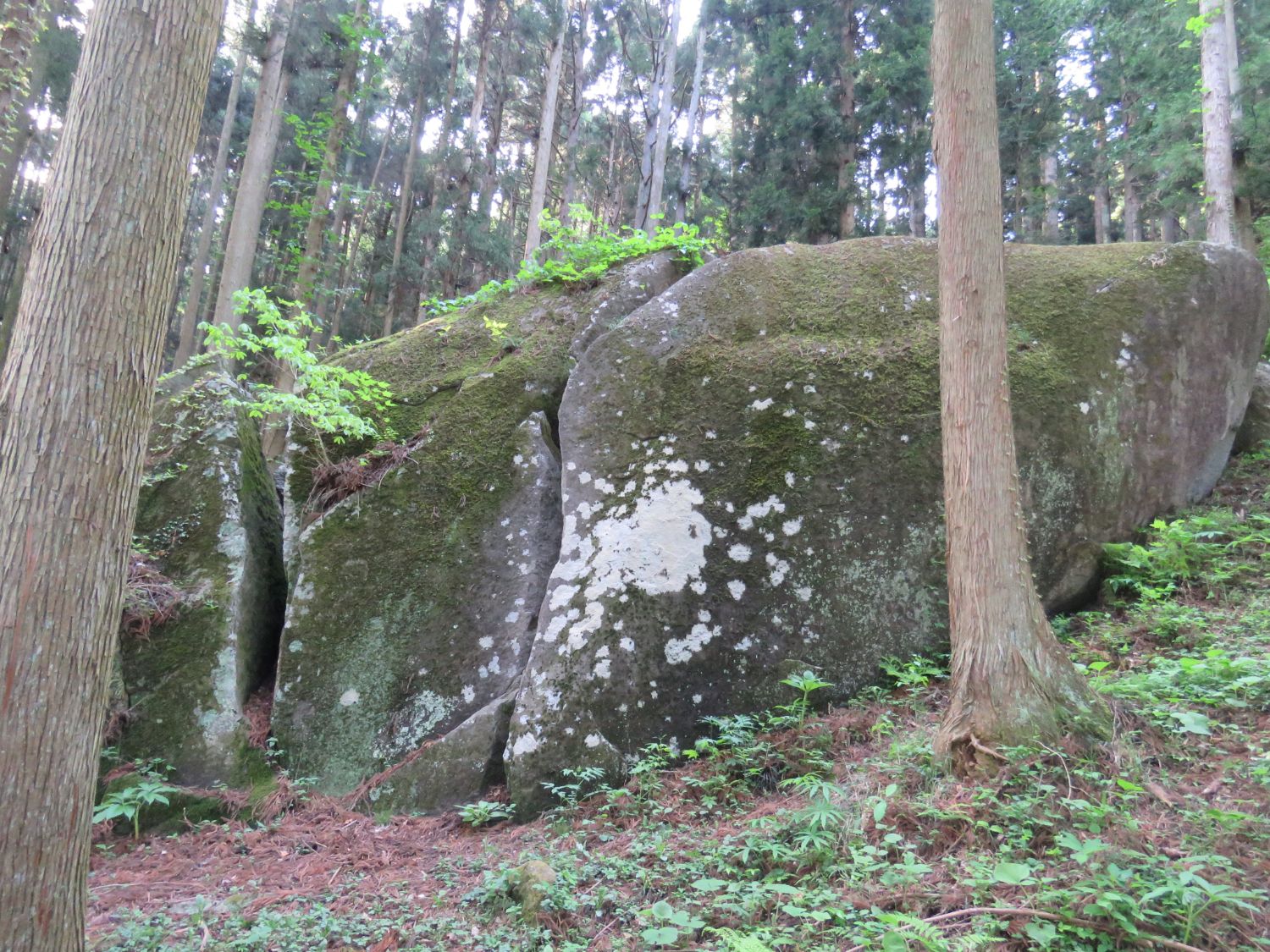 深い杉林の中に巨大な苔むした岩がそびえ立ち、自然に浸食されたような割れ目とシダ植物が生える静かな森の写真