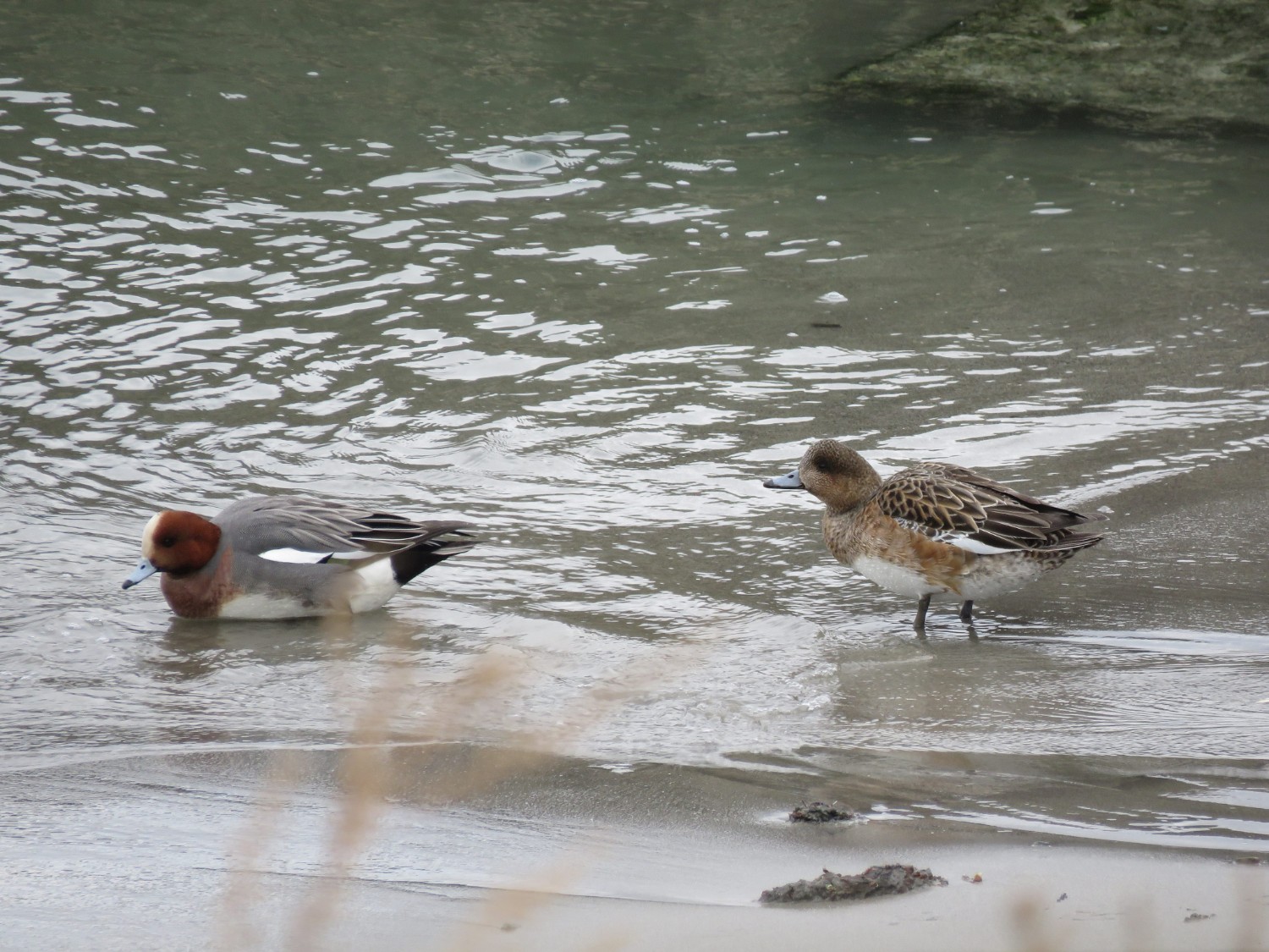 岸辺の浅瀬で水を飲んでいる、灰色の体で胸元から頭は茶色のオスとメスのヒドリガモの写真