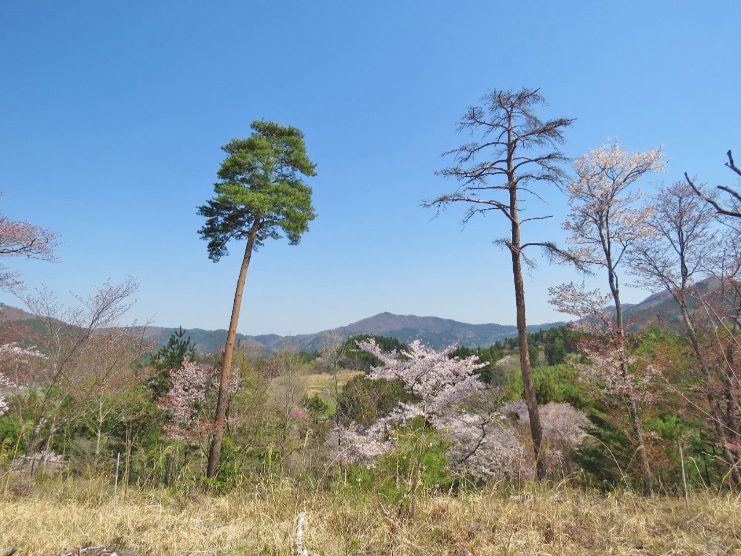 青空の下、満開の桜の木々に囲まれた草地の向こうに、山々が連なり、二本の特徴的な高い木が空に向かって伸びている春の写真