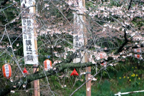 淡い桜の花々が手前に広がり、その背景には白い幟とオレンジ色の提灯が吊るされている、春の神社の境内の写真