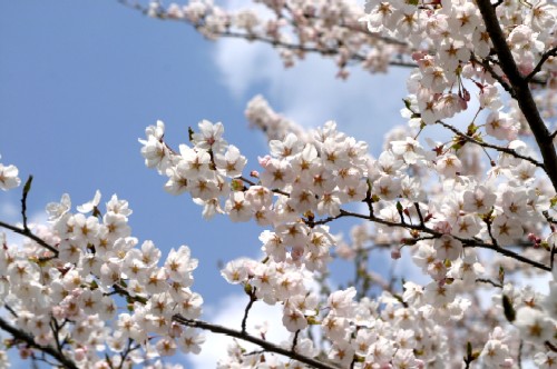 青空を背景に、満開の薄ピンク色の桜の花が枝いっぱいに咲き誇り、春の暖かい日差しと青い空、そして白い雲のコントラストが美しい近接撮影写真