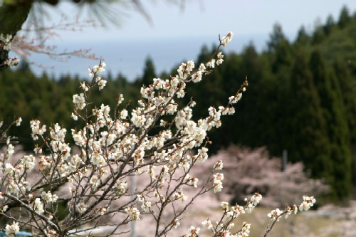 枝いっぱいに咲いた白い梅の花に焦点が合っており、その背景には緑の深い山々とあたりをピンク色に染めた満開の桜の木がぼんやり見える風景写真