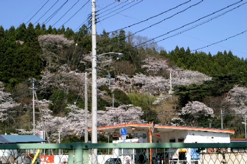 急峻な斜面いっぱいに桜の木々が咲き誇る山を捉えた東山の風景写真