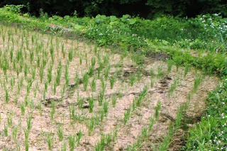 雑草と木々が生い茂り、若い稲がまばらに植えられている水が少なめの田んぼの乾いた土に足跡が残っている写真