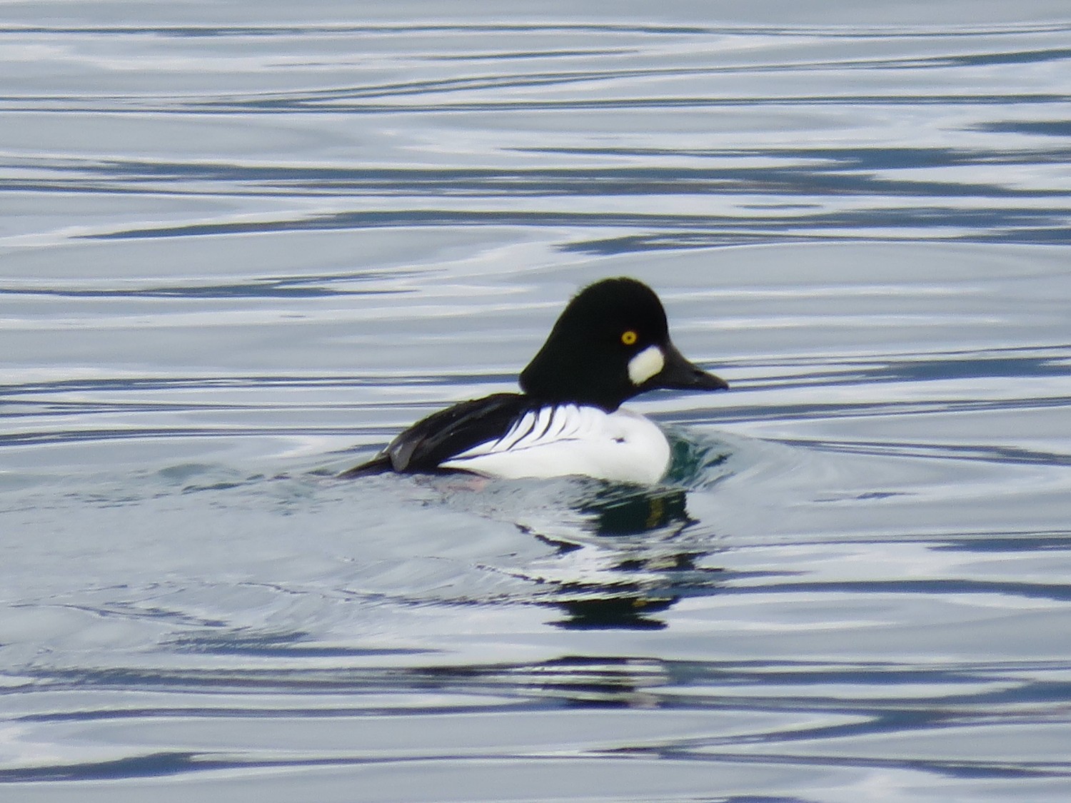 頭が黒くて目の横に白い斑点があるキンクロハジロが静かな水面を泳いでいる写真