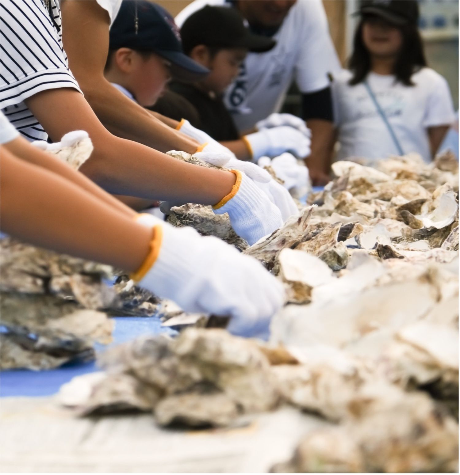 並べられた牡蠣を「牡蠣殻つみつみ」チャレンジする軍手を付けた手元の写真