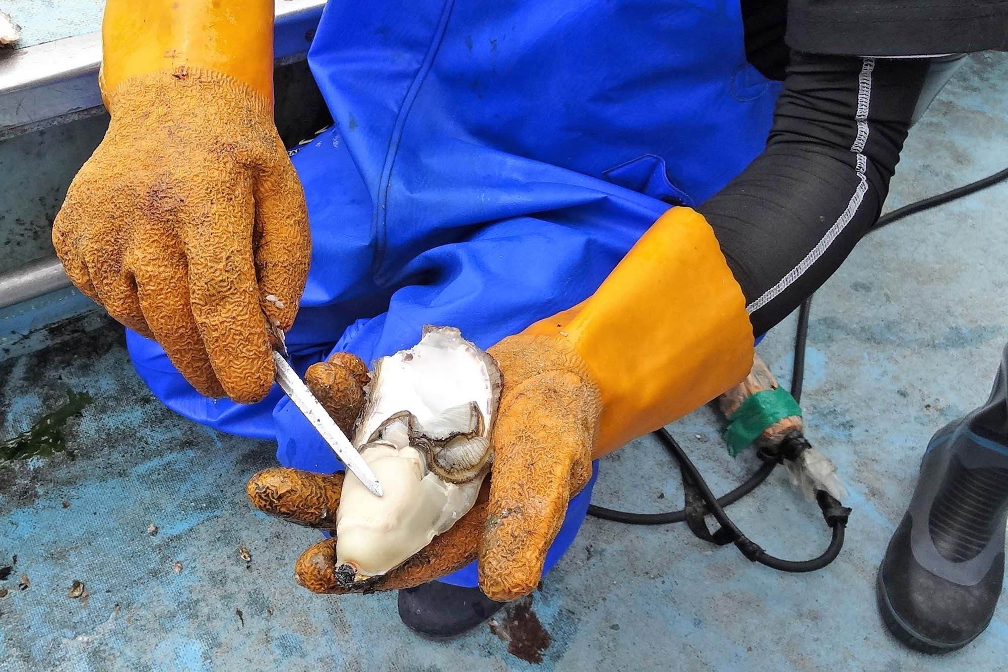 漁師さんが青い合羽とオレンジ色のゴム手袋を着けてカキを割り中身を見せている写真