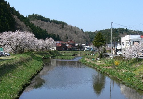川が中央を流れ、川岸の草地に満開の桜並木が両側に広がり、その後ろには家屋と奥の山々が見える伊里前川の桜を捉えた写真
