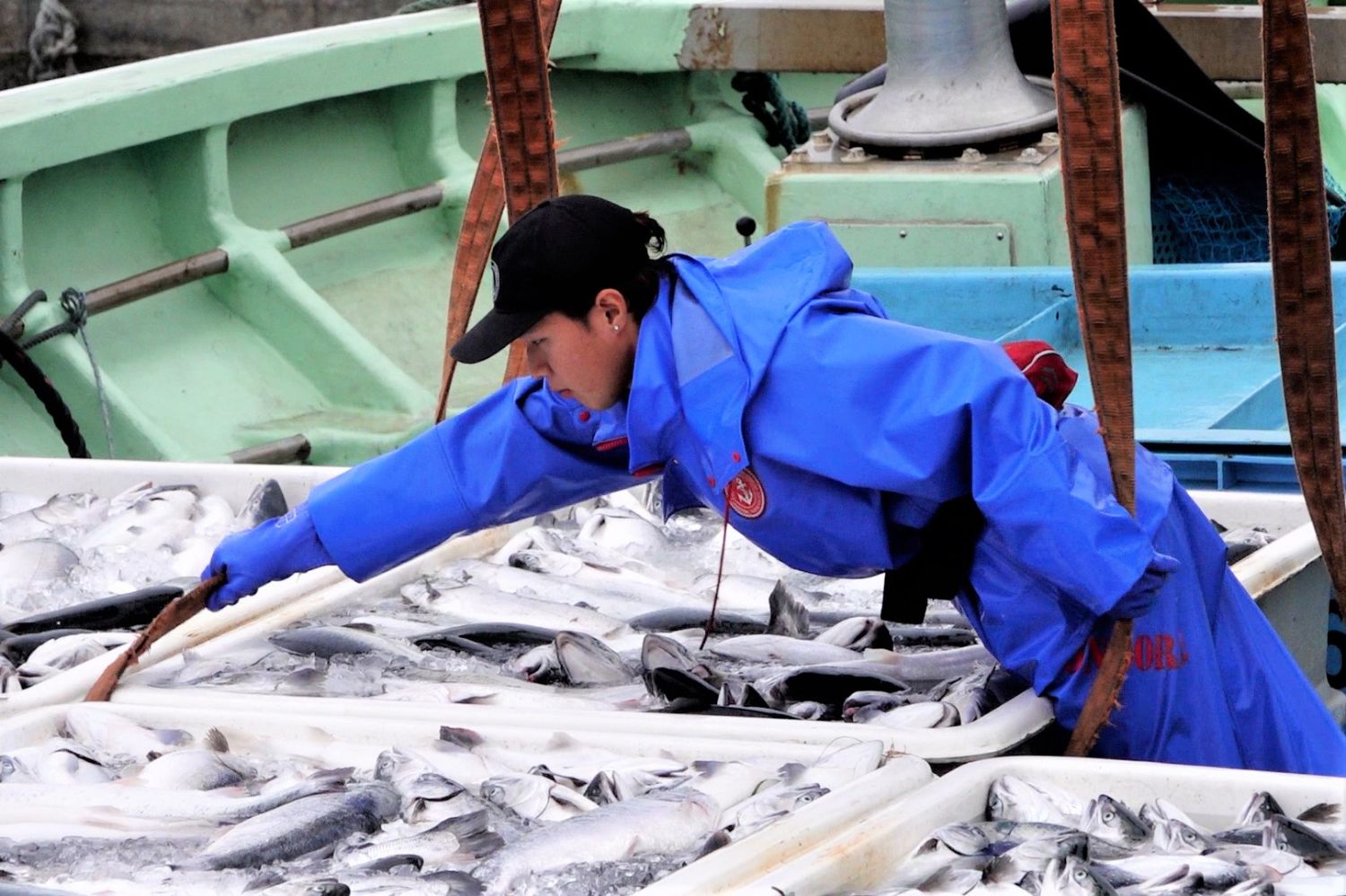 船の上で青い合羽を着た吉岡さんが、コンテナにいっぱい入ったサケの上に身を乗り出して、ベルトのような道具を使って荷下ろしの準備をしている様子の写真