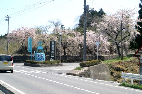 道路沿いに「青海」と書かれた水色の看板のようなモニュメントが見えその一帯には満開の桜の木がたくさん植えられている写真