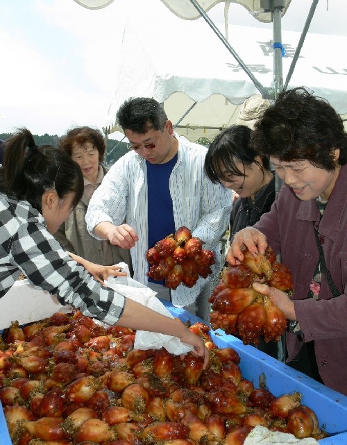 多くの人々が白いテントの下に集まり、大量のホヤを 直接手にとって品定めをしているイベントの様子の写真