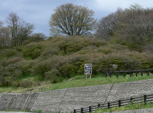 石積みの擁壁と黒い柵が手前を横切り、その上に新緑の木々や低木が一面に茂る丘がある田束山ツツジ状況の写真