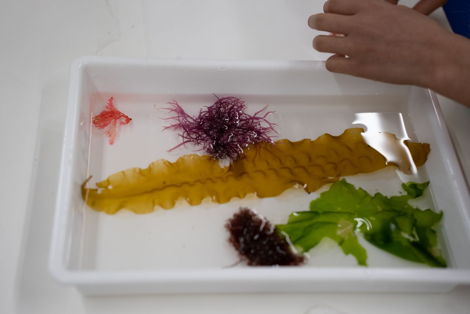 白い容器の中に、水に浸したさまざまな種類の海藻（赤、紫、緑、茶色などの色や形の異なる5種類程度）が広げられ、観察している様子の写真