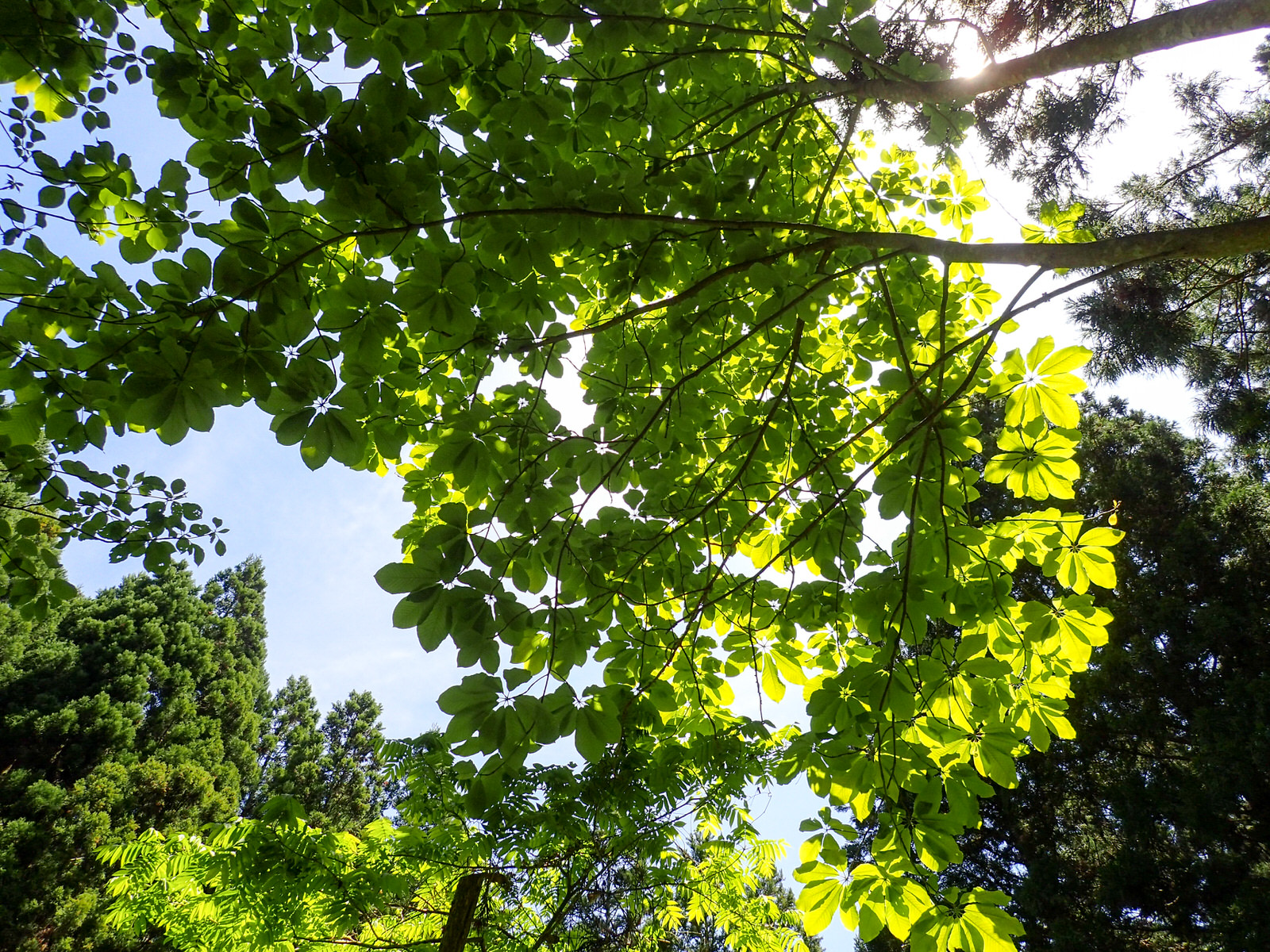 日差しが透けて輝く緑の葉を、下から見上げるように撮影した写真