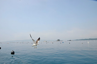 遠くの水平線に陸が見え、たくさんのブイが浮かんだ海面近くを一羽のウミネコが飛んでいる写真