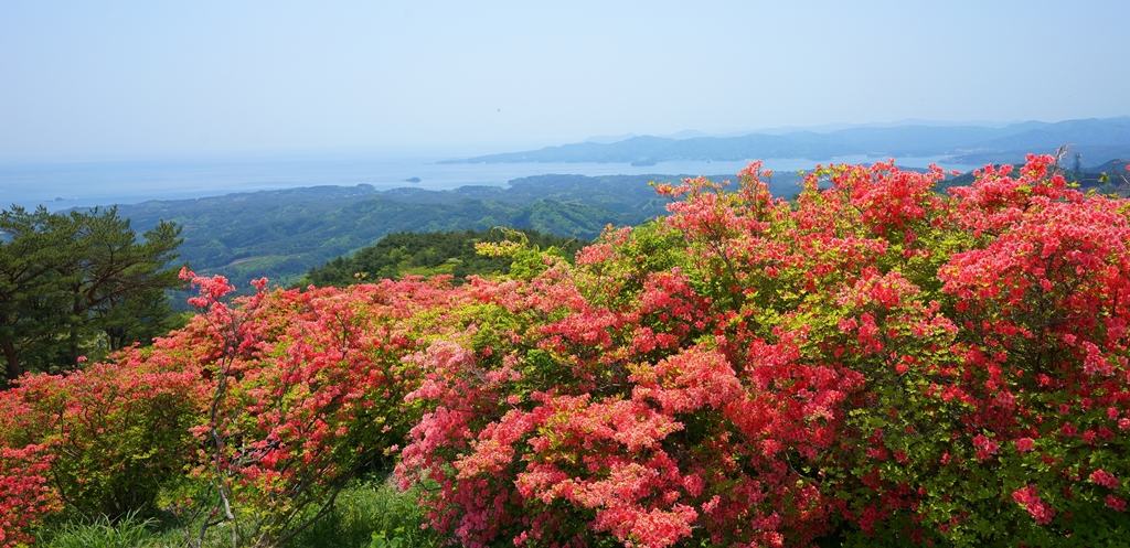 ピンクや赤色のつつじが咲く山の奥に海が広がっている写真