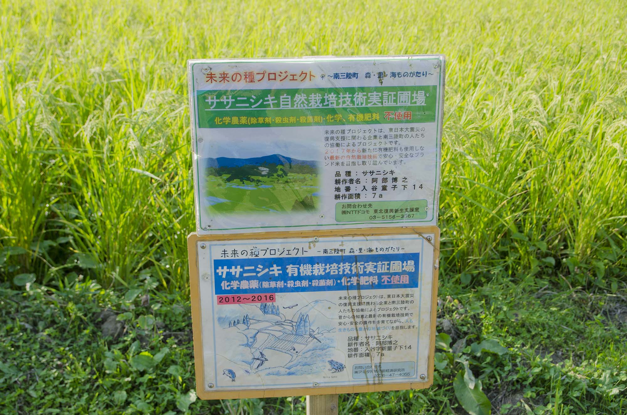 青々とした稲が生い茂る田んぼの中に、ササニシキという米の自然栽培や有機栽培に関する実証実験の情報が書かれた二枚の案内板が立っており、化学農薬や化学肥料を使用していないことが強調されている写真