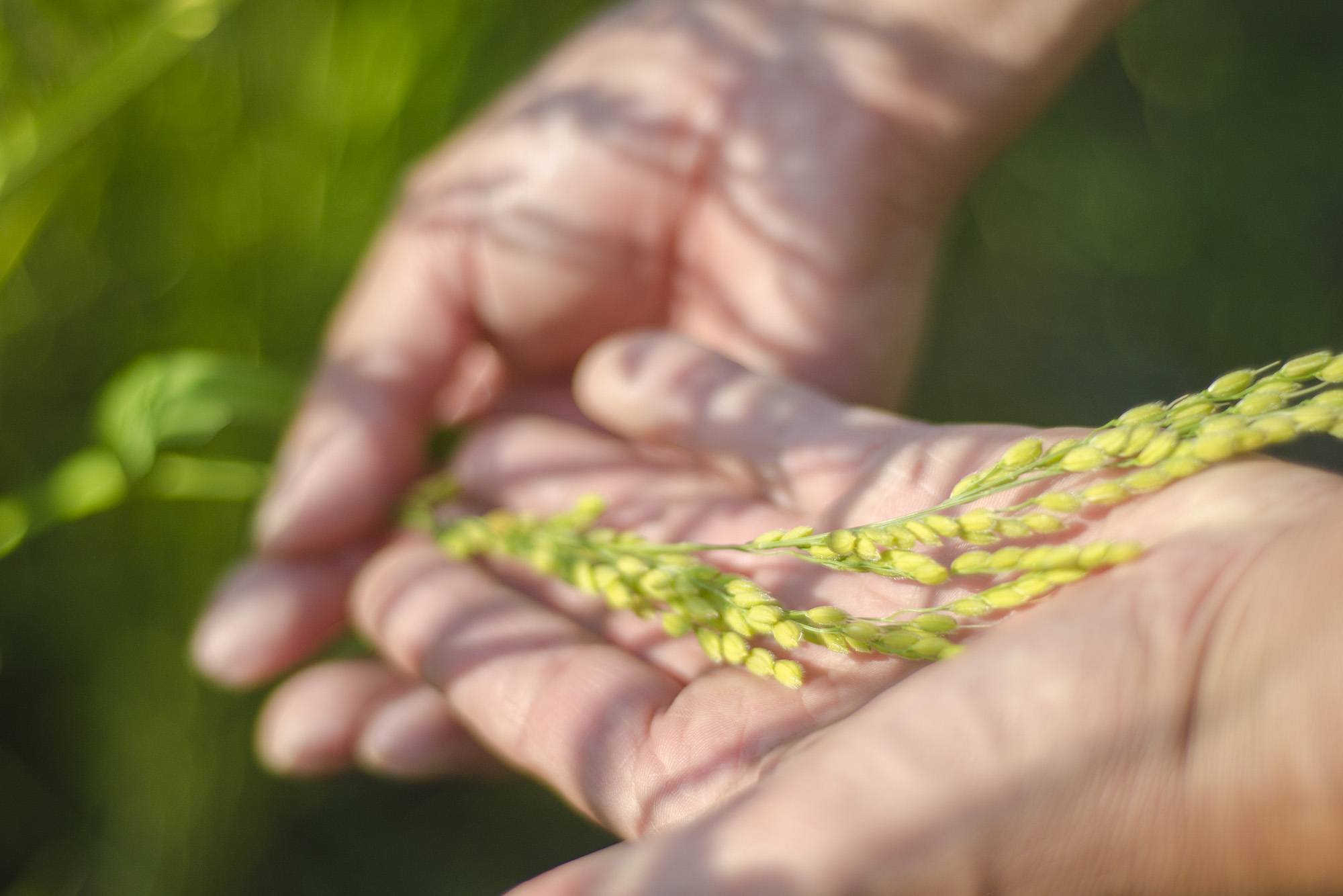 手のひらに成長した稲穂をのせアップで写した写真