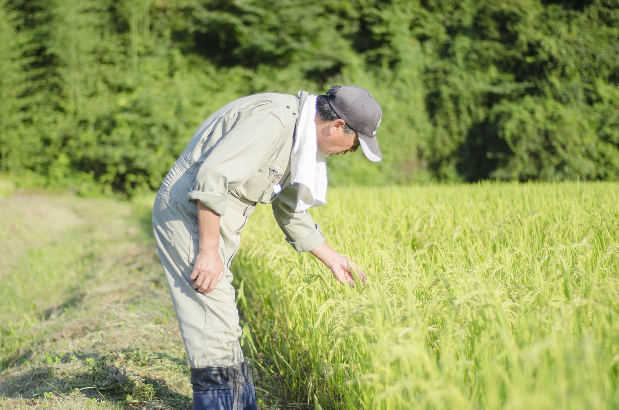 腰を少しかがめて稲に手を伸ばし、稲を観察している様子の阿部さんを撮影した写真