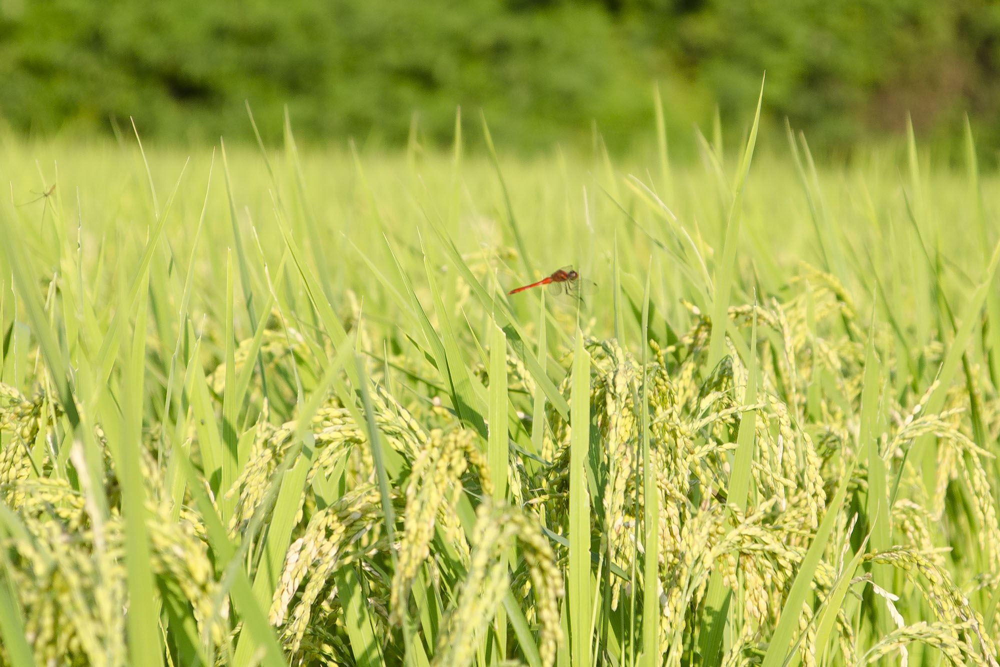 青々と育っている稲に赤とんぼが1匹とまっている写真
