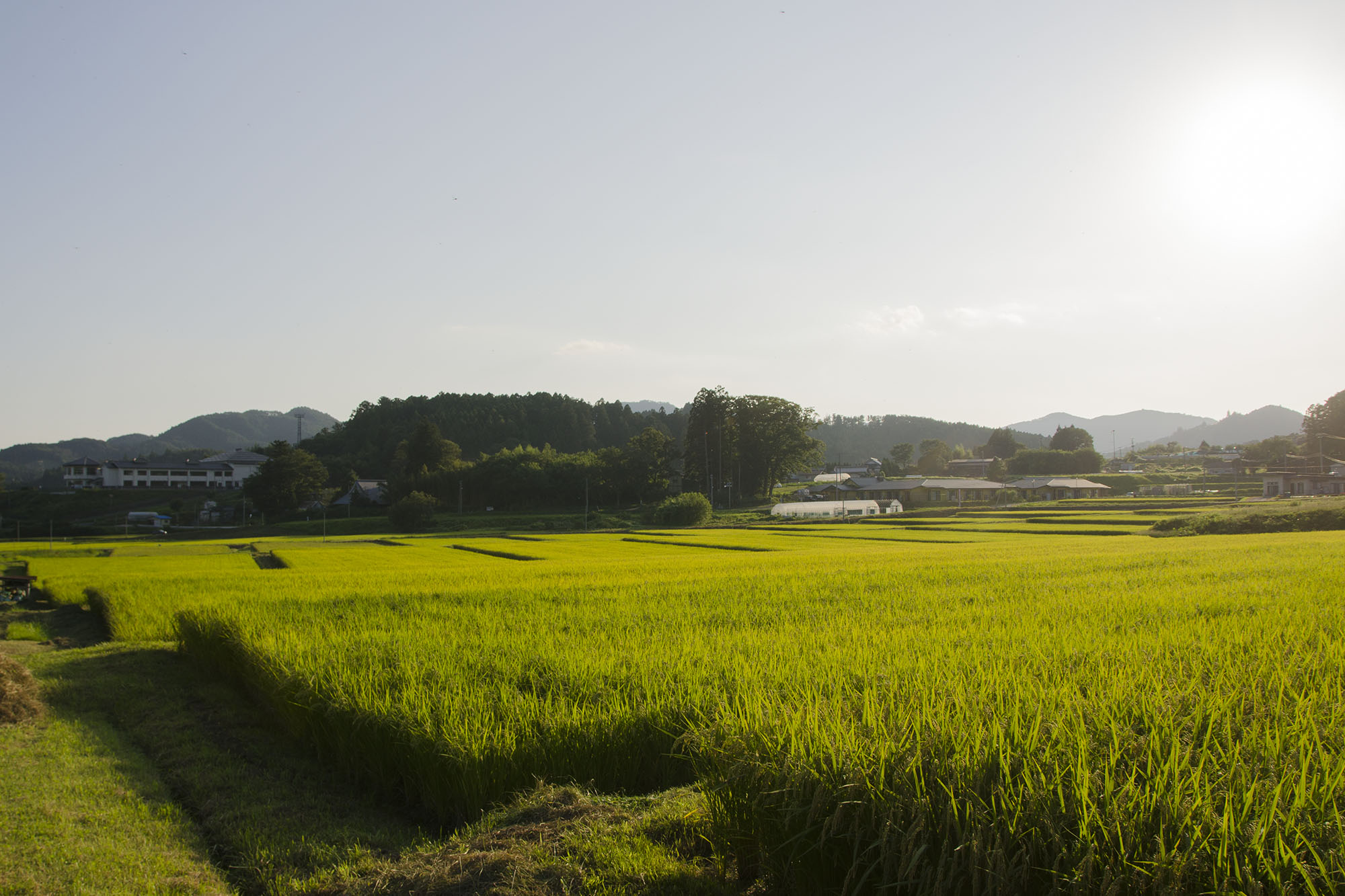 青々とした田んぼが一面に広がっている南三陸町入谷地区の写真