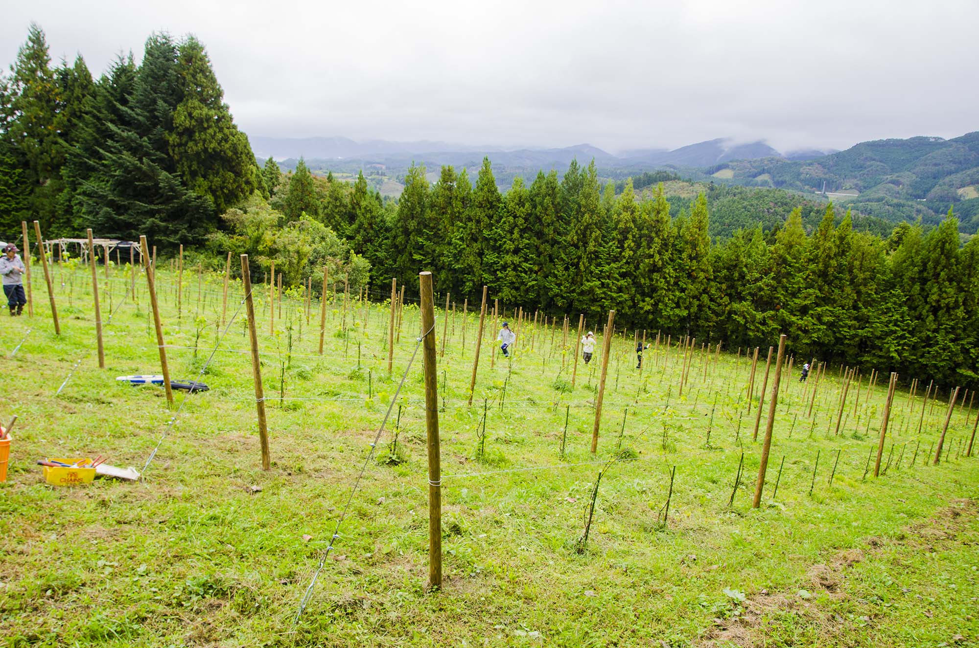 山の斜面に設けられたぶどう畑に、支柱が整然と立ち並び、数人の作業者が作業をしている写真