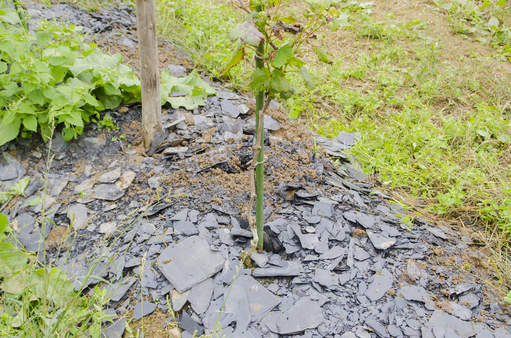 植えられたブドウの苗木の根元に黒いスレート石（硯石）が敷き詰められ、ぶどう栽培に適した土壌が示されている写真