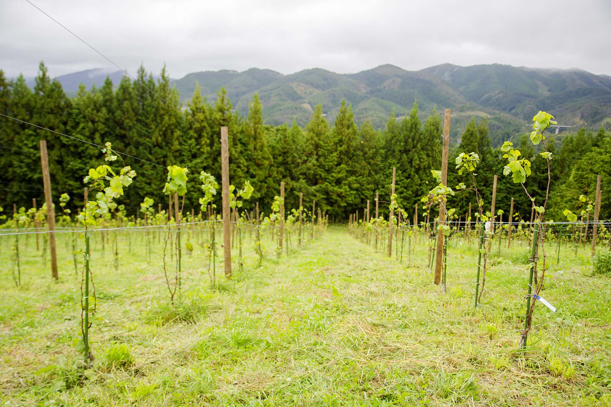 山々を背景に、規則正しく整列したブドウの苗木と支柱が広がる広大なぶどう畑の全景の写真