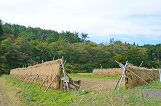 刈り取った稲を束ねて「はざ」と呼ばれる木組みに掛けて天日干しをしている田んぼを写した写真