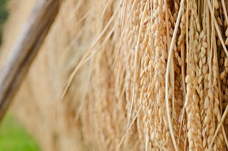 ぎっしりと実が詰まっている稲をアップで写した写真