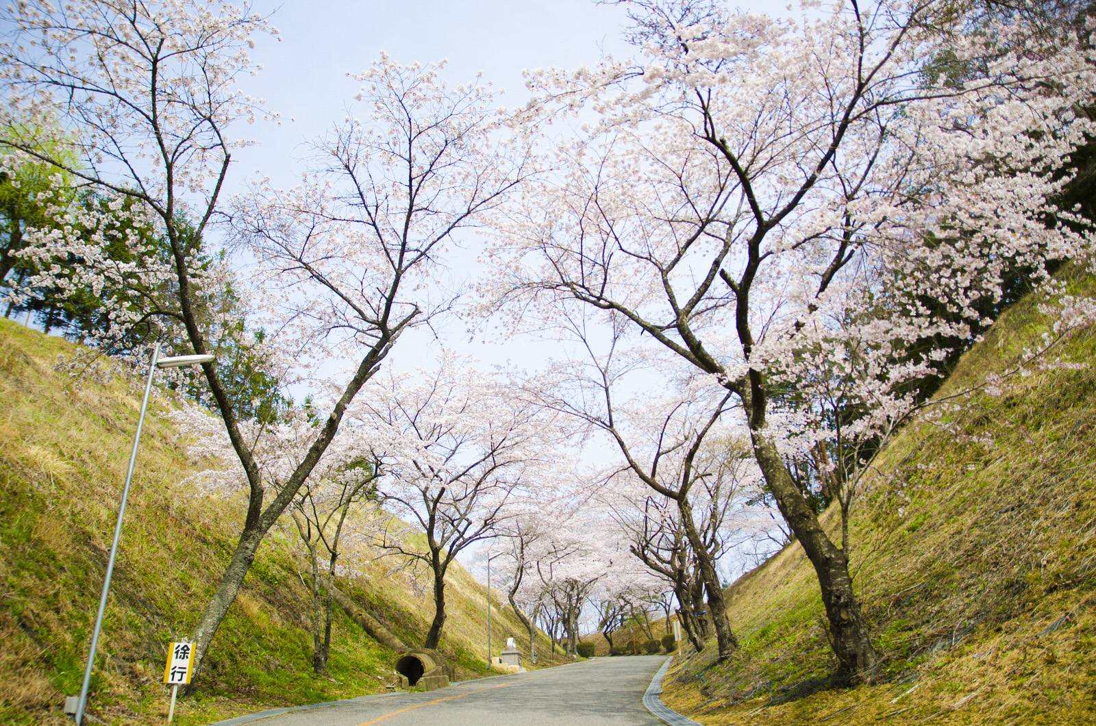 両脇が斜面になっている坂道に沿って植えられた桜が満開になっている様子の写真