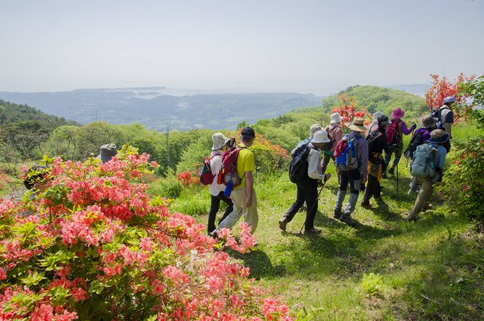 リュックを背負った参加者たちが、ピンク色のツツジの花が咲き誇る、見晴らしの良い田束山のトレイルコースを歩いている写真