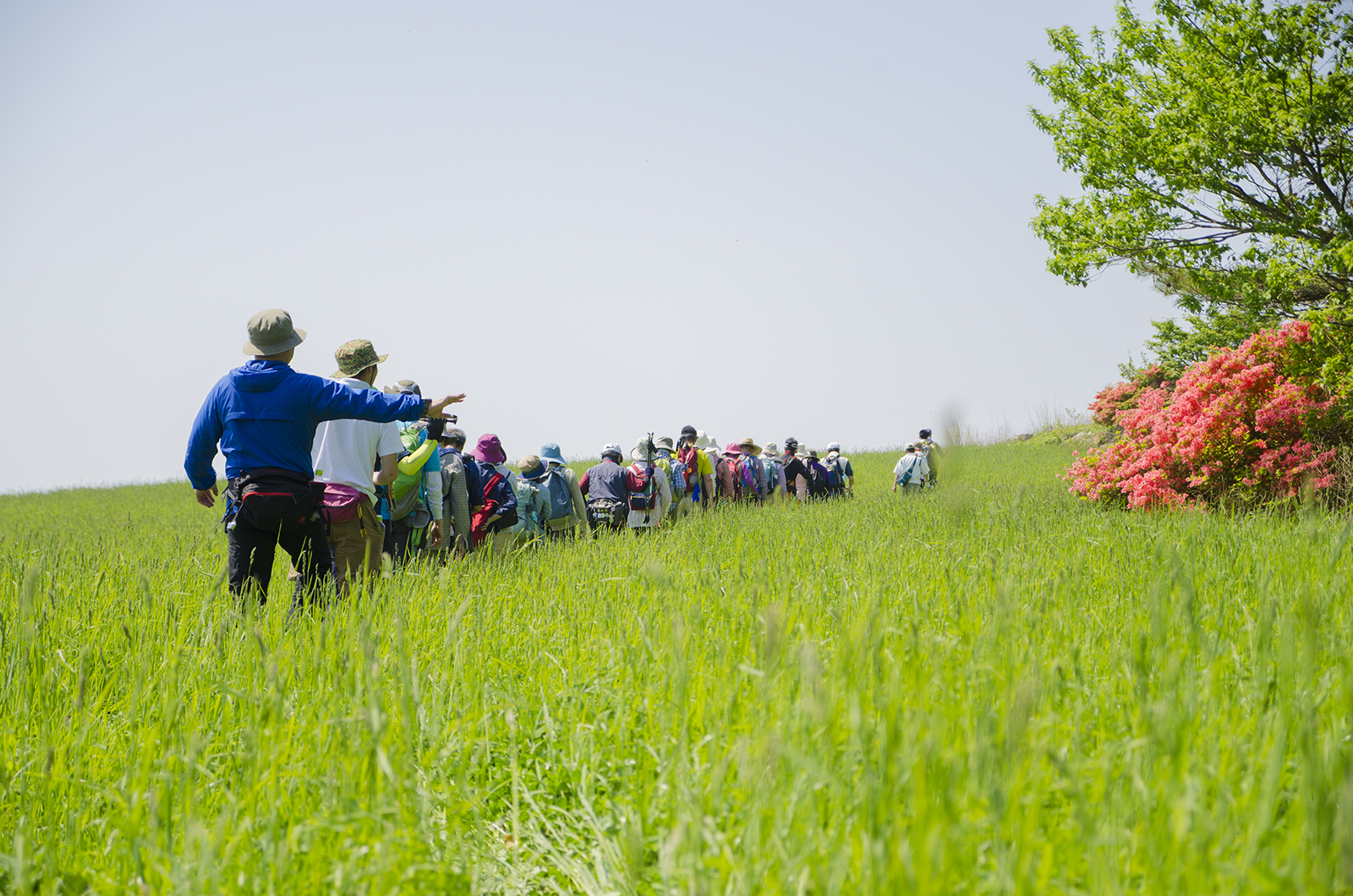 緑の草原の中を一列になって歩く大勢の参加者たちの右側に満開の花を咲かせるツツジの木がある写真