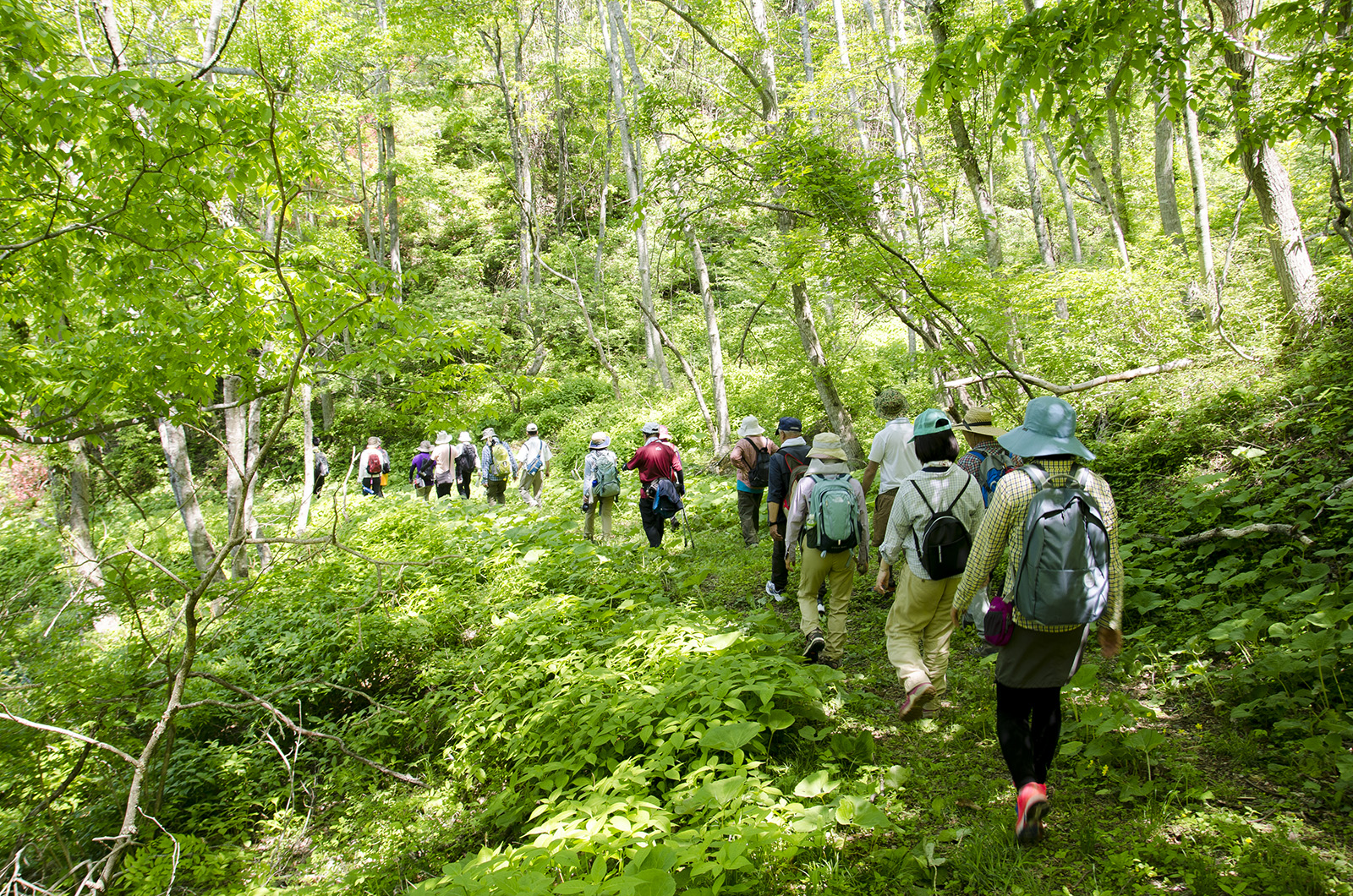 緑の草木に囲まれたコースを歩いている参加者たちの写真