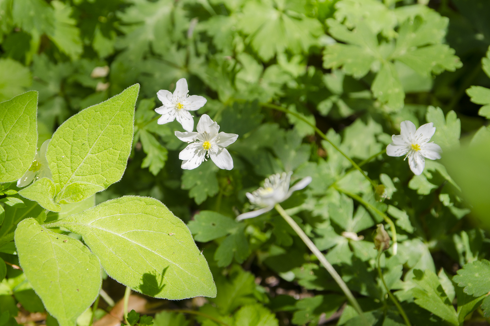 地面の近くで緑の草に囲まれて咲いている小さな白い花の写真