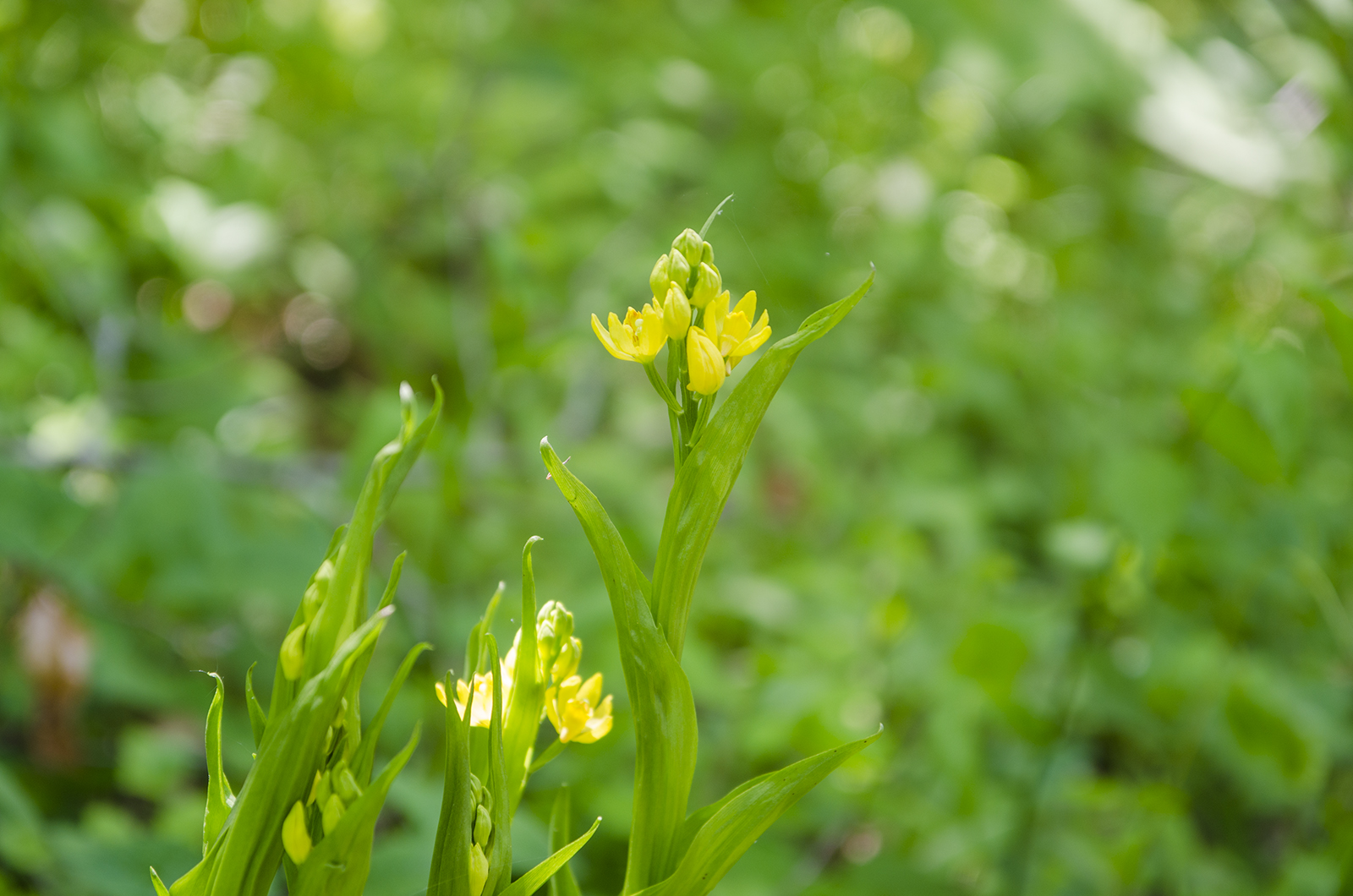 緑色の草の先に咲いている小さな黄色い花の写真