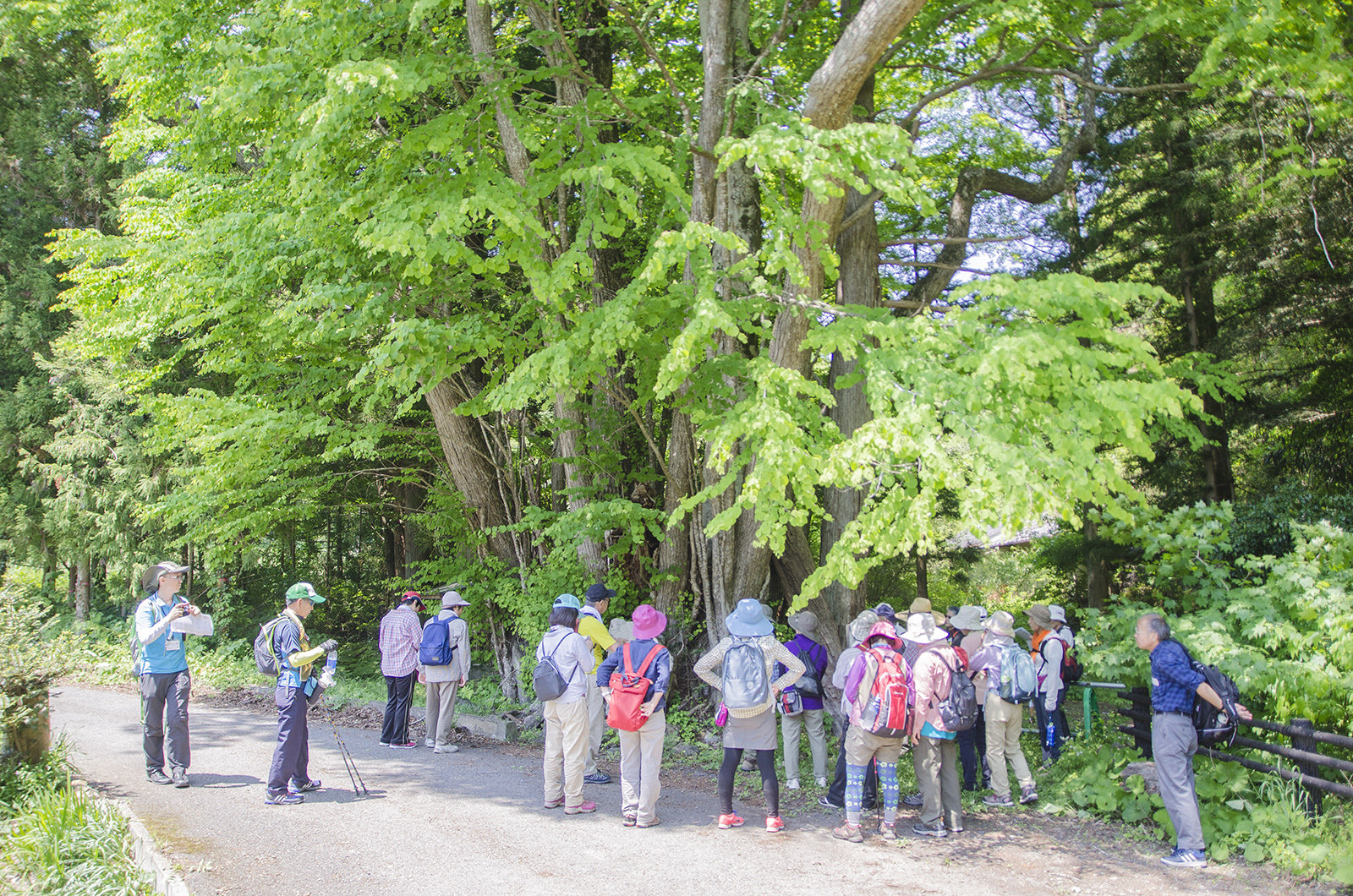 青々とした葉が茂る枝をたくさんつけた太い幹が群がって生えている千本桂の周りに集まり、じっくりと眺めている参加者たちの写真
