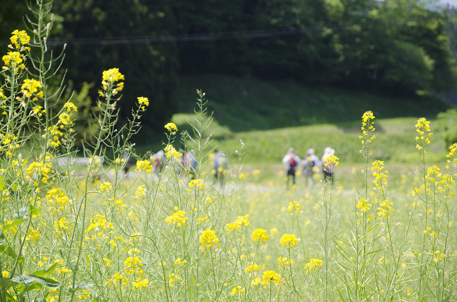 菜の花の先にトレイルコースを歩く参加者たちが見える写真
