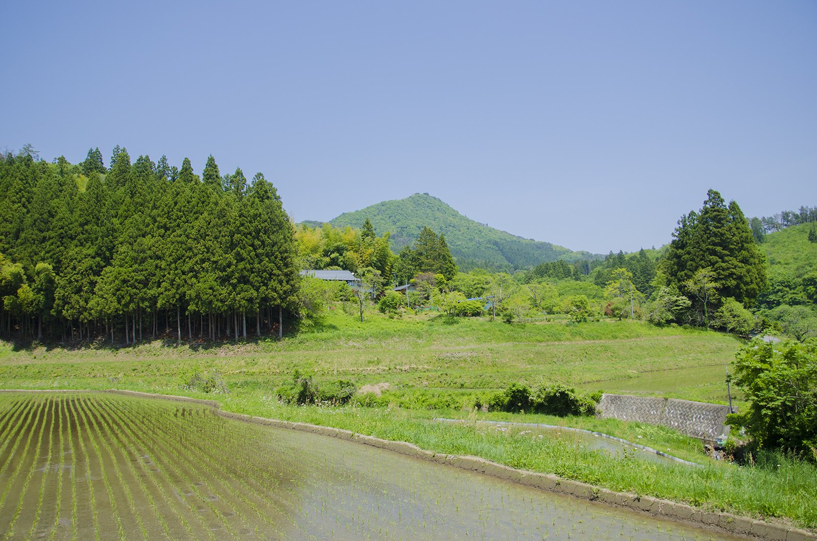 田植えが終わった水田の先に緑の草原や森が広がり、遠くに緑の山が見える風景の写真